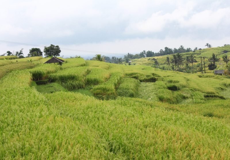 IMG_jatiluwih6jatiluwih3