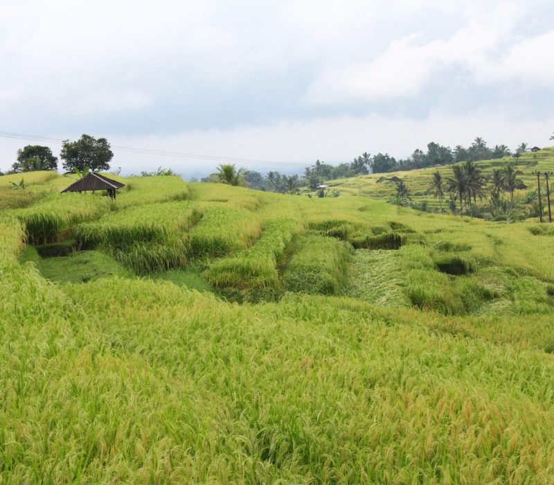 IMG_jatiluwih6jatiluwih3