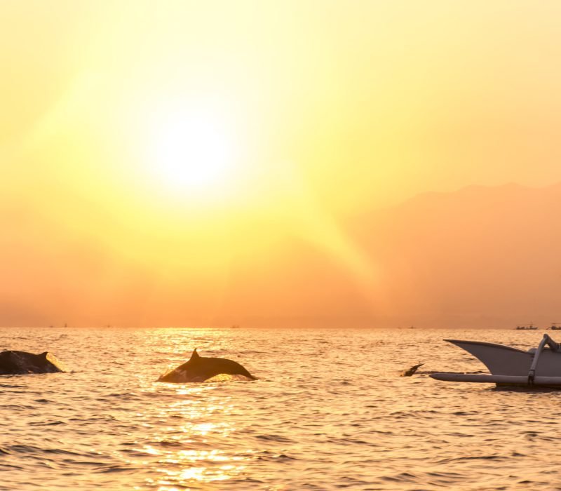 Bali,Indonesia,Free,Wildlife,Dolphin,Boat,Watching,At,Lovina,Beach