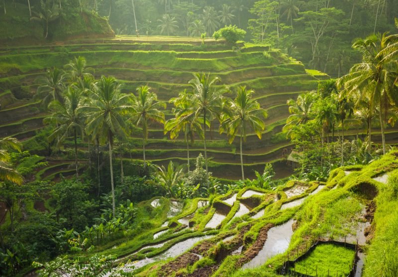 Beautiful rice terraces in the moring light near Tegallalang village, Ubud, Bali, Indonesia.