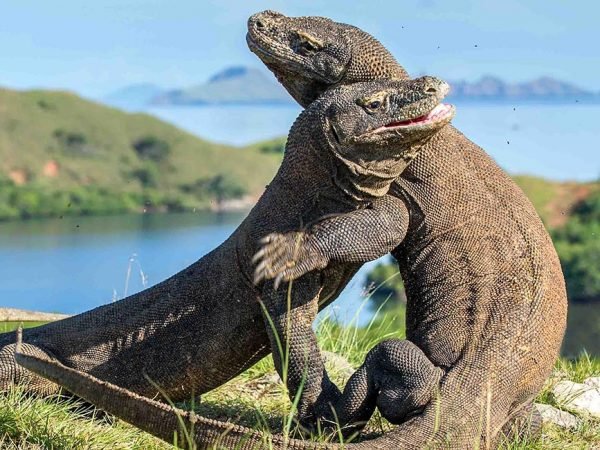 The Fighting Comodo dragons (Varanus komodoensis) for domination. It is the biggest living lizard in the world. Island Rinca. Indonesia.