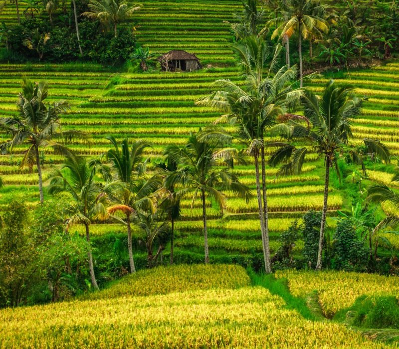 Jatiluwih Rice Terraces, UNESCO heritage site - Bali, Indonesia