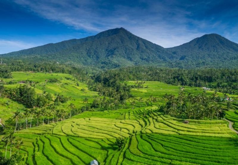 jatiluwih rice terraces