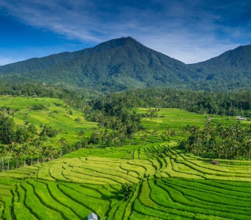 jatiluwih rice terraces