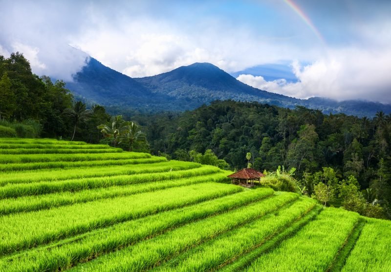 Aerial view of rice terraces and volcanoes. Landscape from drone. Agricultural landscape from the air. Rainbow above mountains. UNESCO World Heritage - Jatiluwih rise terrace, Bali, Indonesia. Travel - image