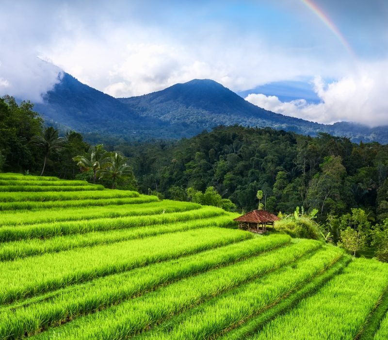 Aerial view of rice terraces and volcanoes. Landscape from drone. Agricultural landscape from the air. Rainbow above mountains. UNESCO World Heritage - Jatiluwih rise terrace, Bali, Indonesia. Travel - image