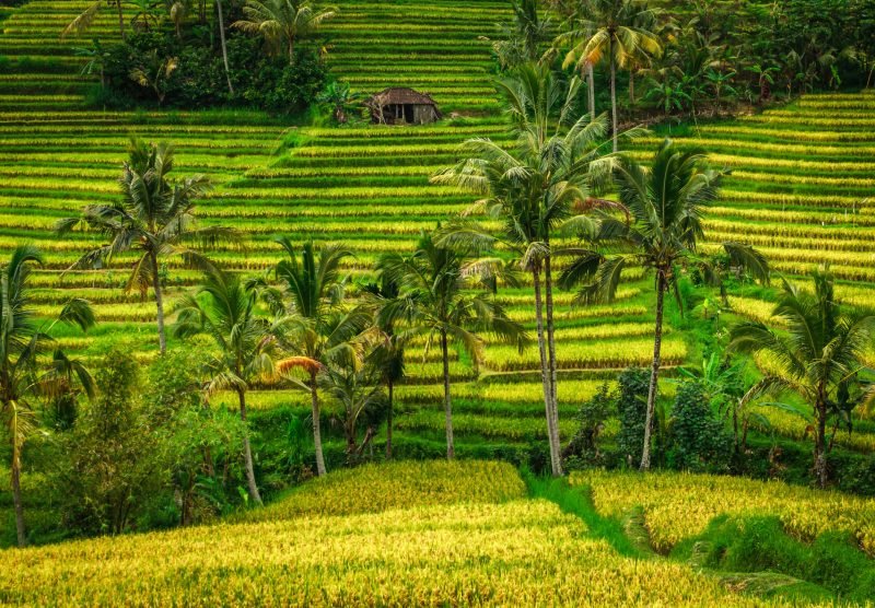 Jatiluwih Rice Terraces, UNESCO heritage site - Bali, Indonesia