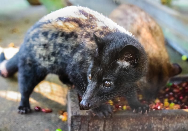 Luwak,(civet,Cat),Eating,Coffee,Bean,:,Luwak,Coffee,Is