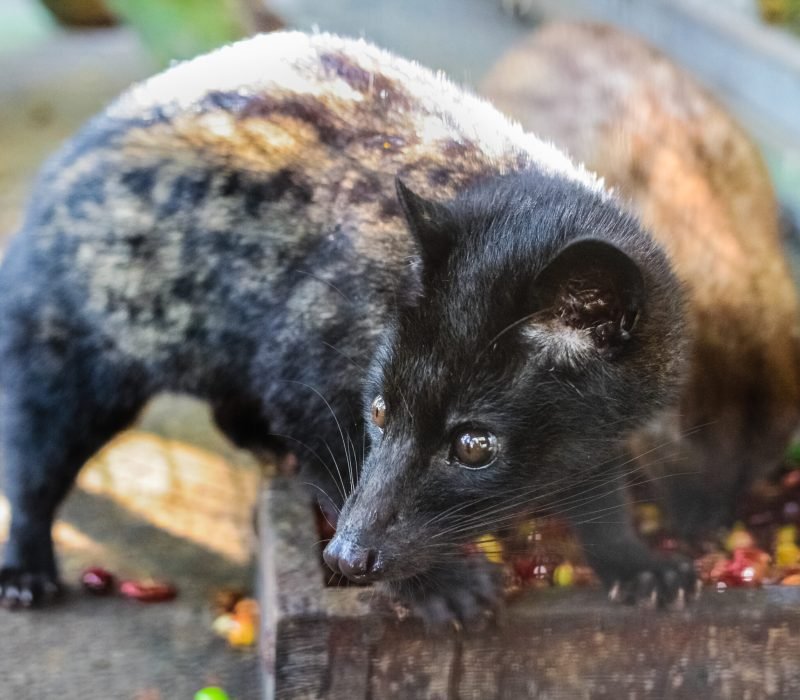 Luwak,(civet,Cat),Eating,Coffee,Bean,:,Luwak,Coffee,Is
