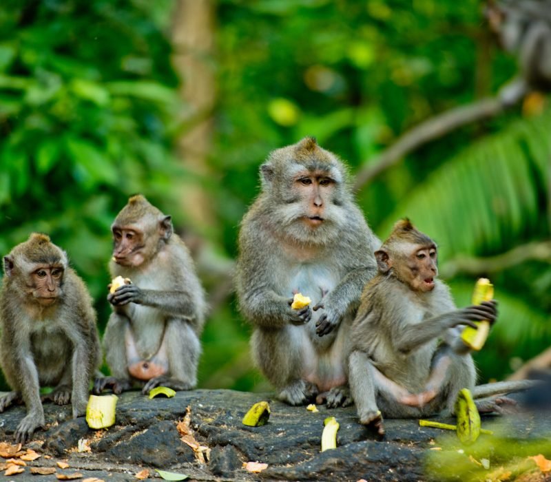 monkey forest