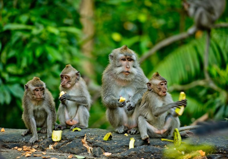 monkey forest
